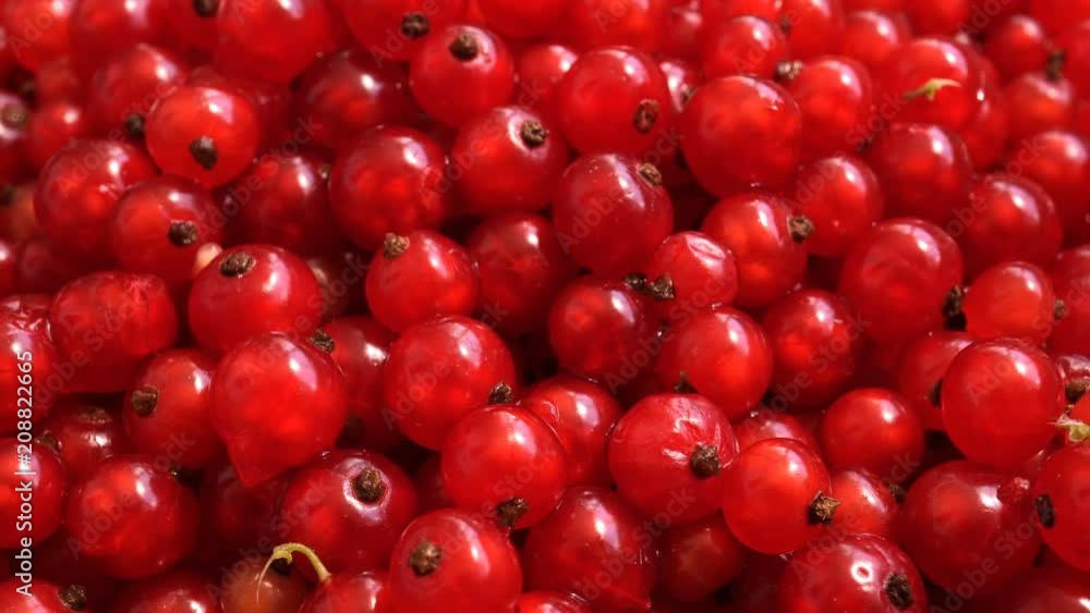 Rotating Purified Red Currant. Rotating Purified Red Currant.