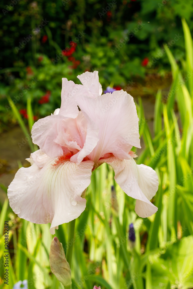 Fototapeta premium Peach colour tall bearded iris flower in a garden.