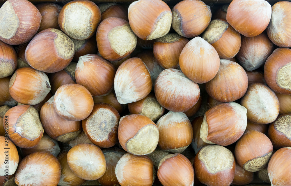 hazelnut whole brown nut food background, many large fruits hazelnut whole brown nut food background, many large fruits