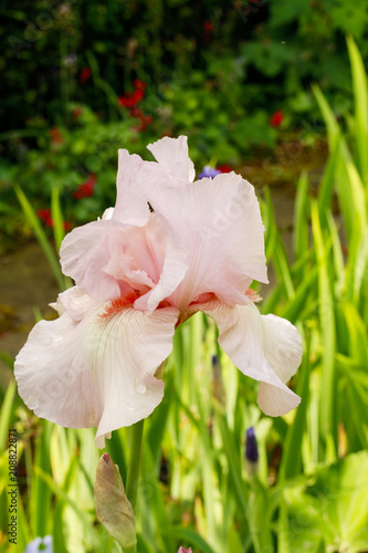 Fototapeta Naklejka Na Ścianę i Meble -  Peach colour tall bearded iris flower in a garden.