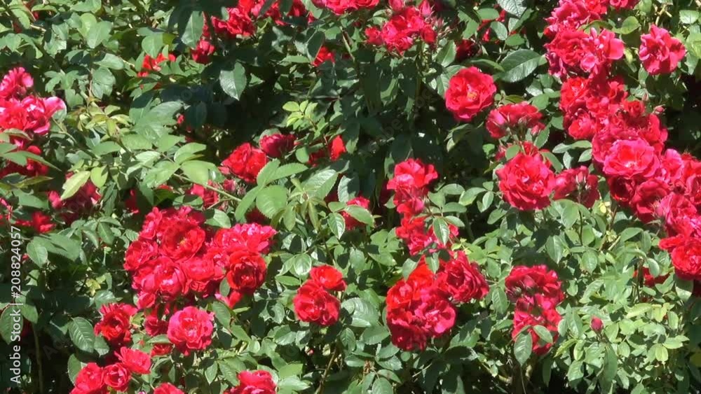 Garden red roses bloom in bright sunny and windy summer day video footage with the effect of moving the camera and zooming Garden red roses bloom in bright sunny and windy summer day video footage with the effect of moving the camera and zooming