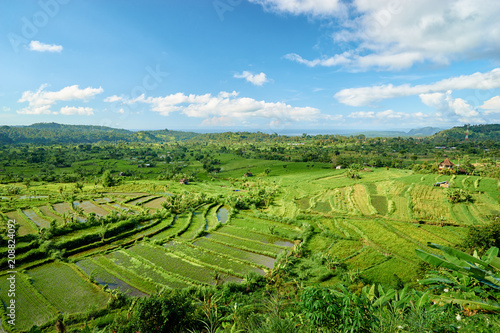 Fototapeta Naklejka Na Ścianę i Meble -  Beautiful landscape with green rise fields view. Bali, Indonesia.