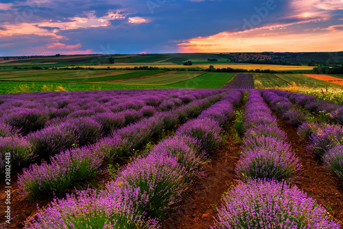 Lavender field at sunset