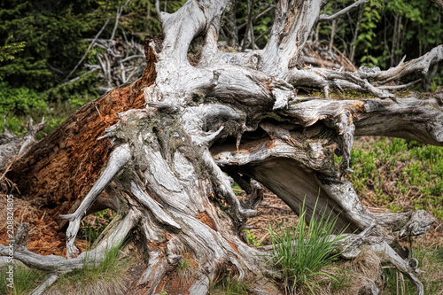 Photos Spring landscape - Black Forest