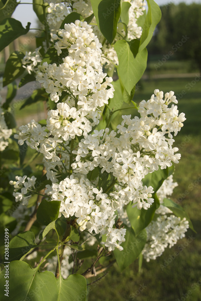 Close-up branch of white lilac in the garden with sunlight. Close-up branch of white lilac in the garden with sunlight.