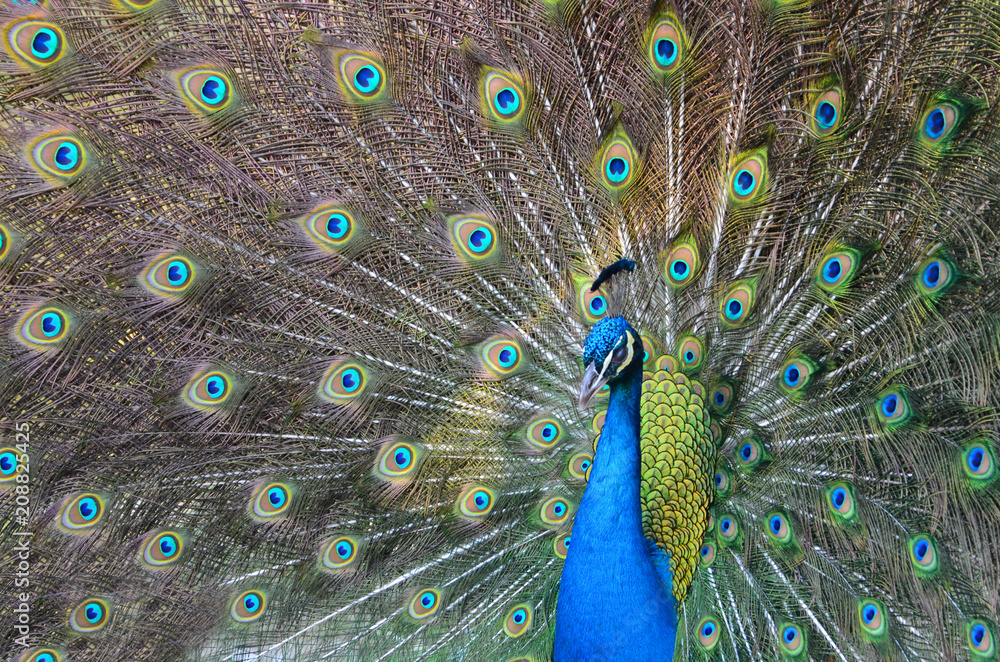 Fototapeta premium Animal