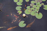 Lotus or Water lily flower and gold fish