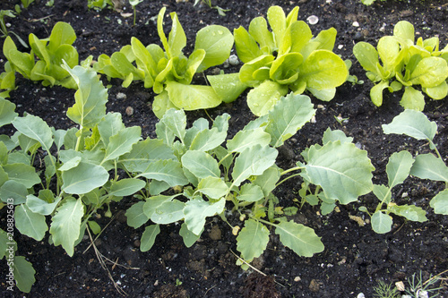 Young plants in a vegetable garden photo