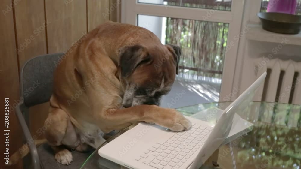 Boxer dog sitting at the chair and pressing keyboard on laptop. Boxer dog sitting at the chair and pressing keyboard on laptop.