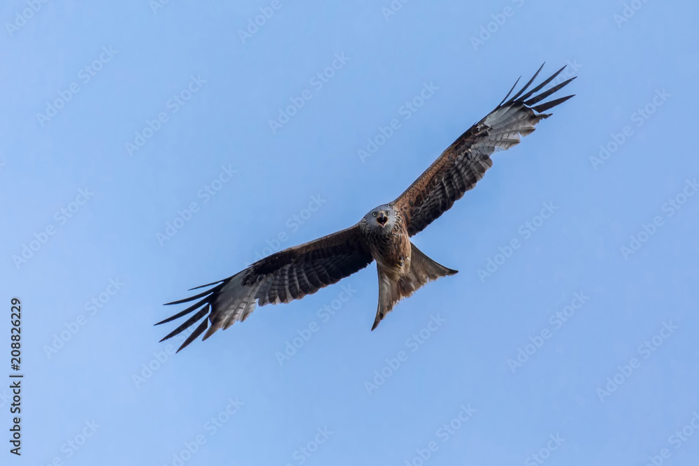 Fliegender Rotmilan Fliegender Rotmilan
