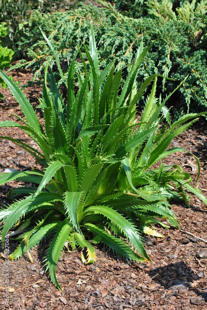 Mikołajek agawolistny Eryngium agavifolium Stock Photo Adobe Stock