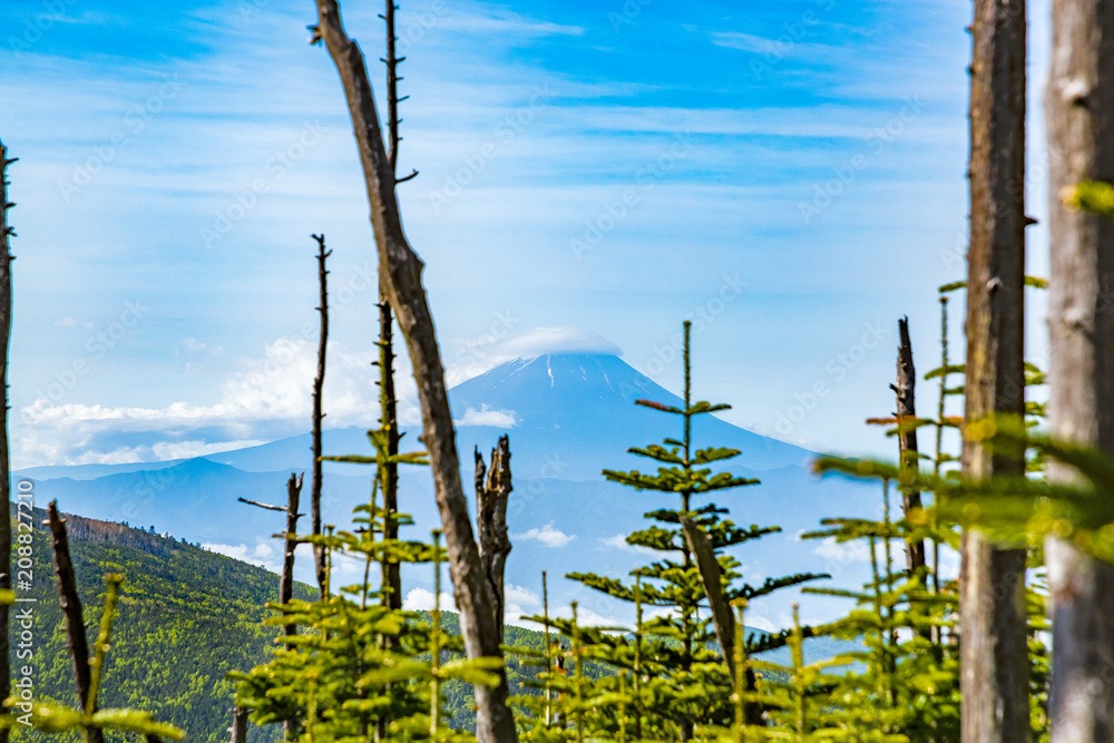 Obraz premium 新緑と富士山