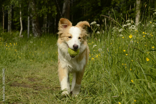 A young Border collie puppy runs across the green field with yellow flowers. Playing the ball