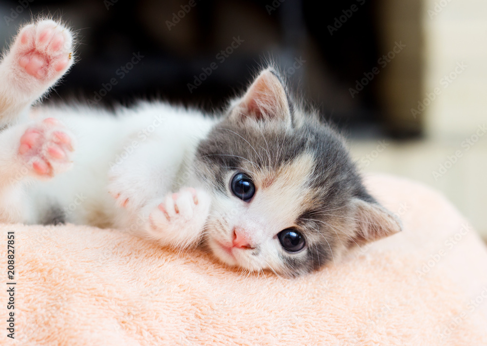 small kitten conveniently lies and looks at the camera - obrazy, fototapety, plakaty 