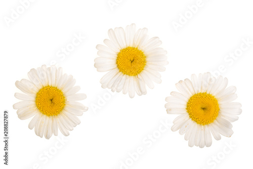 Three chamomile or daisies isolated on white background. Top view. Flat lay