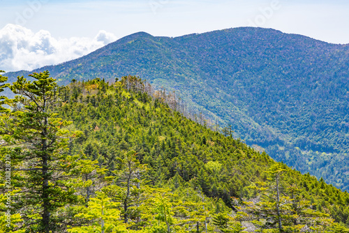 新緑の山