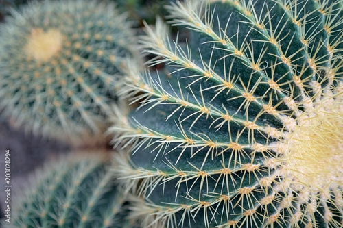 Close up of green cactus plant. photo