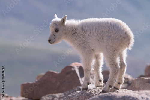 Mountain Goats in the Colorado Rocky Mountains