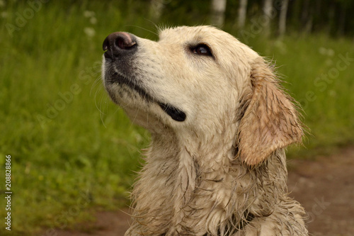 The dog performs the commands of the host. Obedient puppy. Training, cynologist