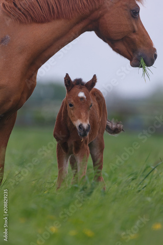 Fototapeta Naklejka Na Ścianę i Meble -  Fohlen