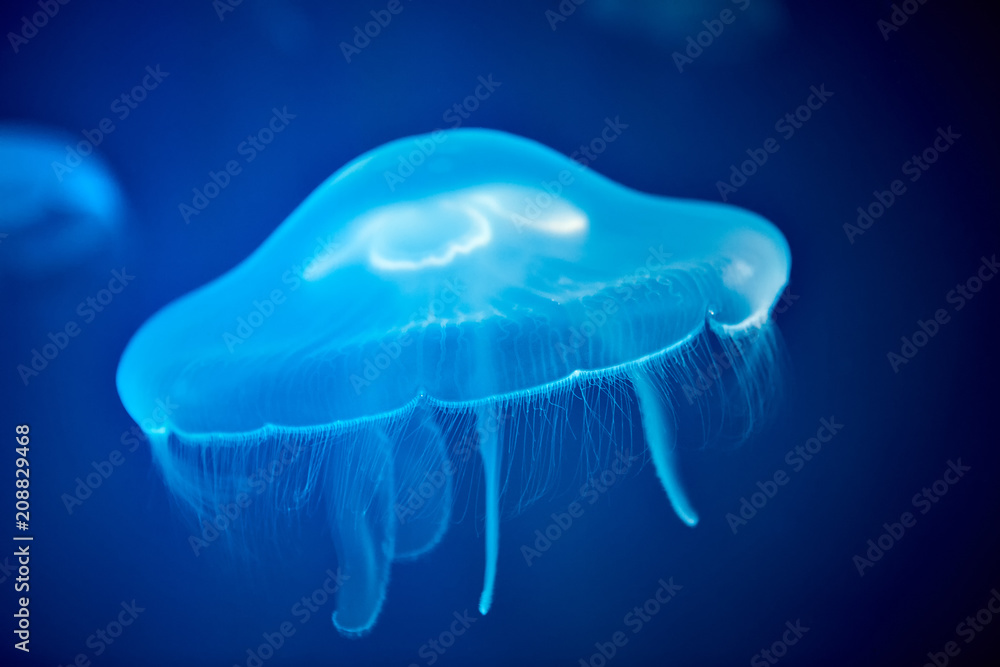 Fototapeta premium Ocean jellyfish with blue illumination in a marine aquarium.