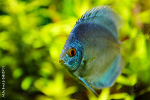 Exotic freshwater fish blue discus on green background.