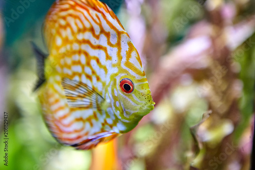 Aquarium fish, originating from South America, discus scorpion underwater.
