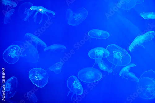 Saltwater aquarium filled with jellyfish with blue backlighting. © grigvovan