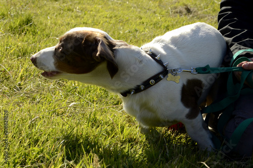 Bild auf Leinwand Double marble dachshund