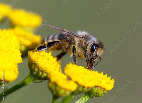 bee or honeybee in Latin Apis Mellifera © Daniel Prudek