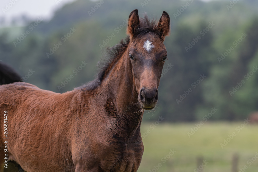 Obraz premium Portret źrebaka brązowego zmieniającego umaszczenie