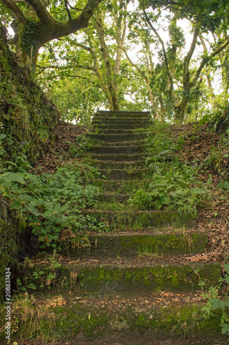 escaleras ascendentes entre la vegetaci  n