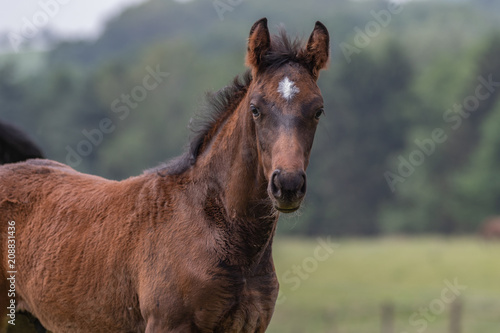 Portrait eines braunen Fohlens im Fellwechsel © mavcon