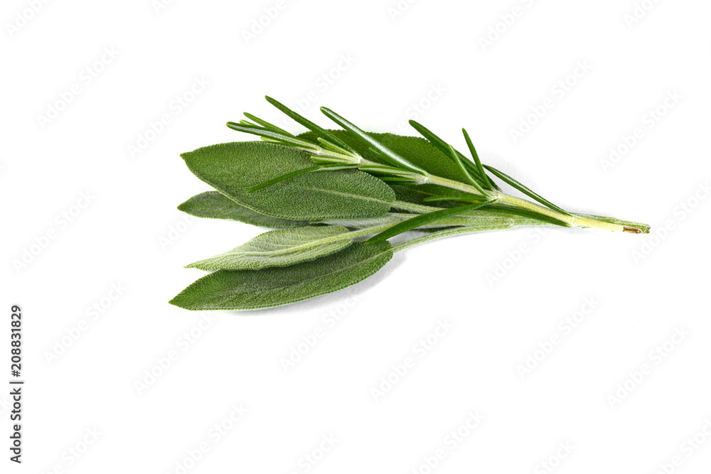 sage isolated on white background. sage isolated on white background.