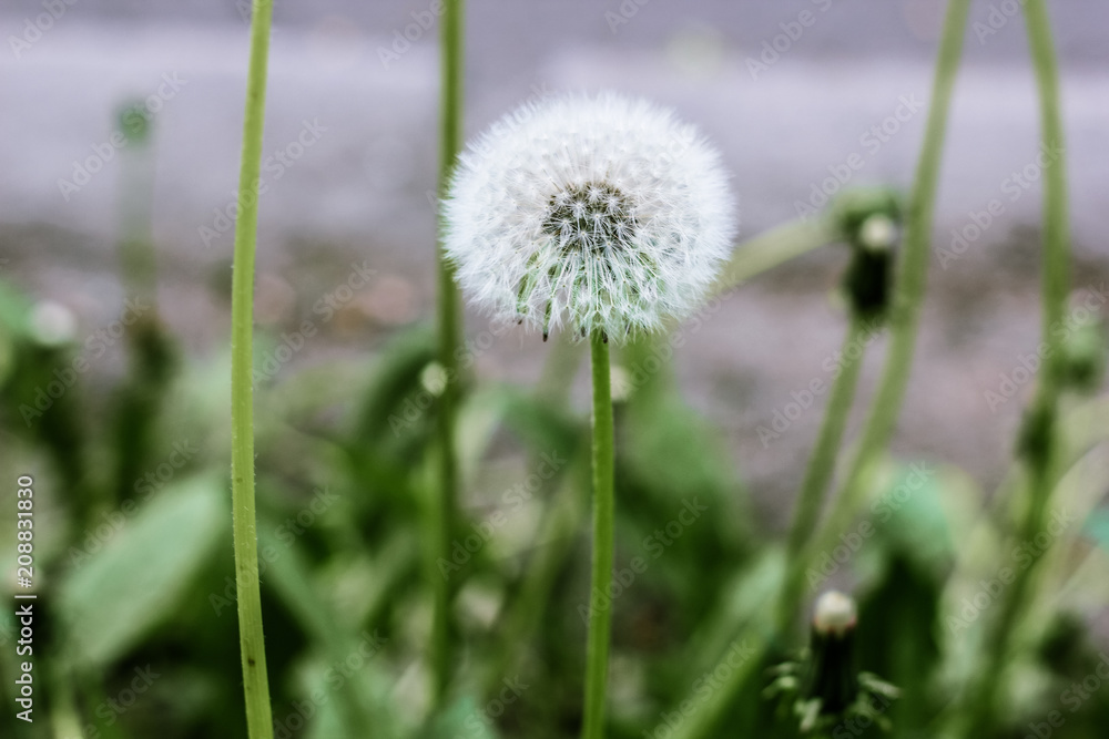 Closeup image of beautiful white dandelion with seeds. Bright summer macro photo with single blowball