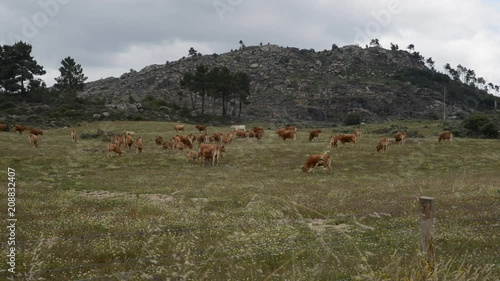 Real time of herd of barrosa cows in Northeastern Portugal, Europe. photo