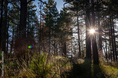 Laguna Mountains, California