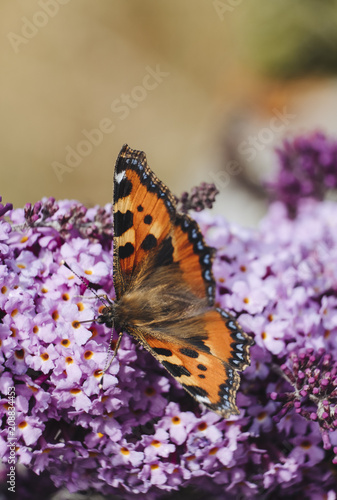 Small Tortoiseshell Butterfly (Aglais urticae) feeding on Buddle photo