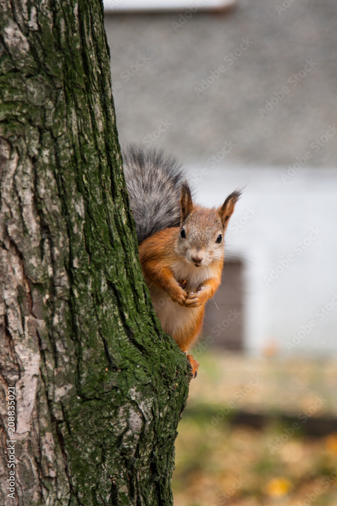 Squirrel on the tree Squirrel on the tree