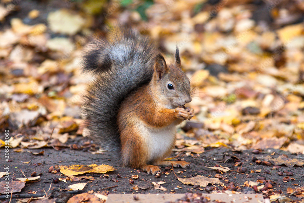 Squirrel eats in a park Squirrel eats in a park