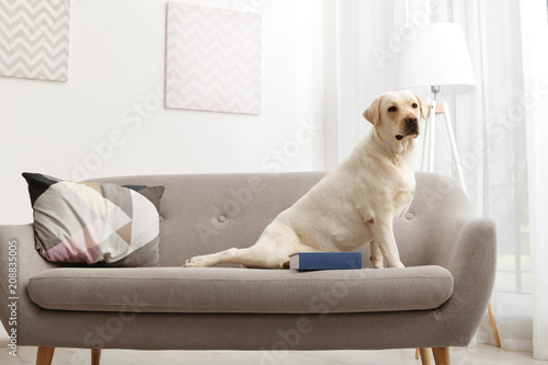 Adorable yellow labrador retriever on couch indoors