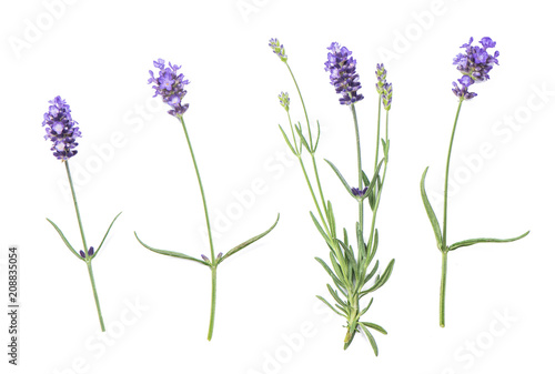 Lavender flowers isolated white background