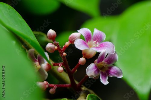 Closeup photo of Carambola flower or starfruit flower. Selective focus