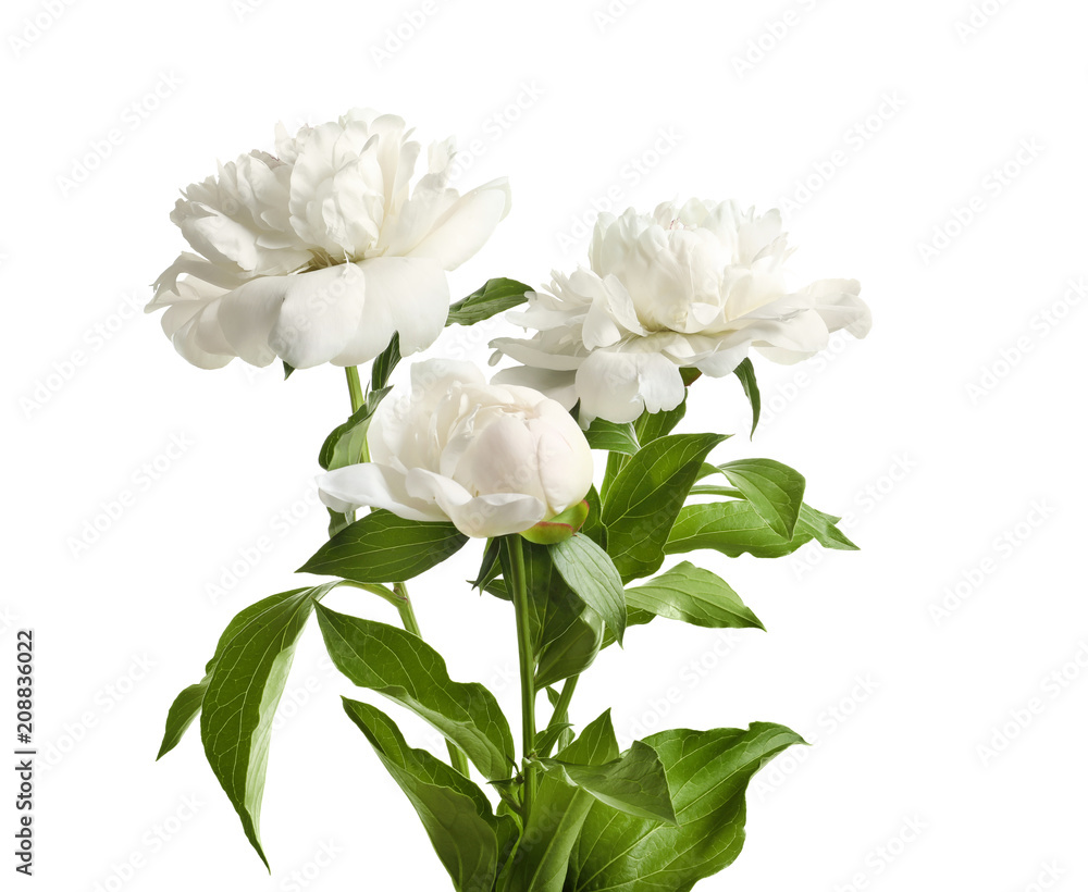 Beautiful blooming peony flowers on white background Beautiful blooming peony flowers on white background