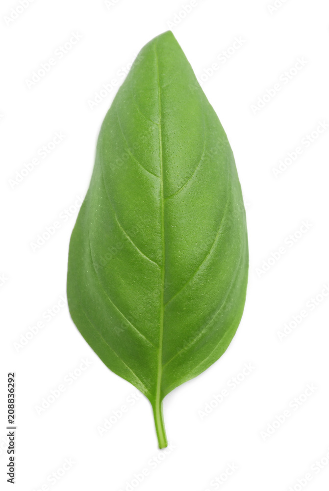 Fresh green basil leaf on white background Fresh green basil leaf on white background