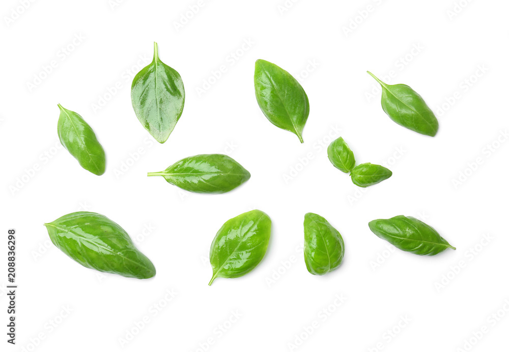 Fresh green basil leaves on white background, top view Fresh green basil leaves on white background, top view