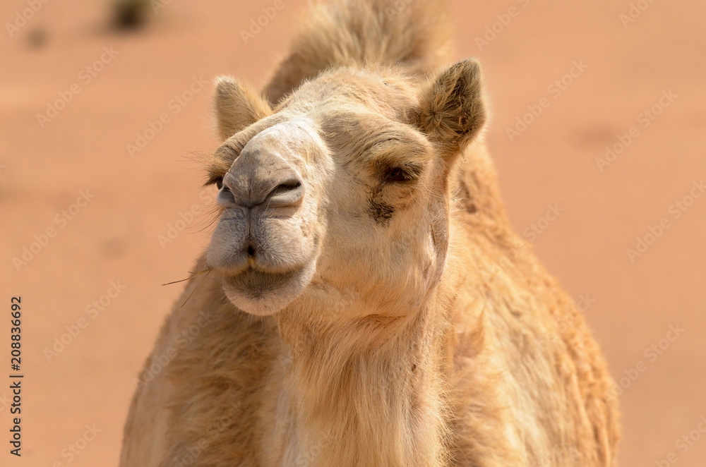 Camel as if posing for a portrait shot