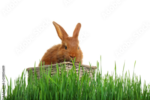 Cute red bunny in wicker basket among green grass on white background © New Africa