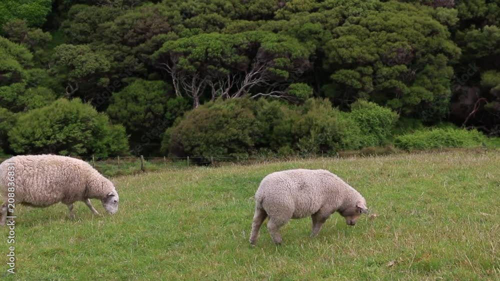 New Zealand sheep in green hills grazing typical countryside New Zealand sheep in green hills grazing typical countryside