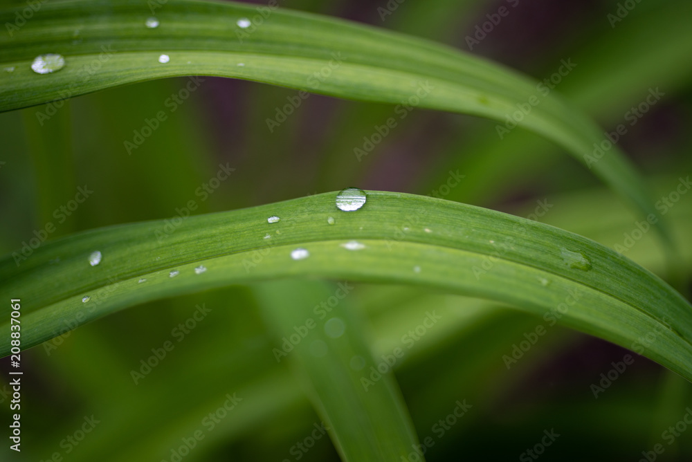 Grass dew drops, super macro, details. Grass dew drops, super macro, details.